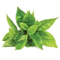 cha_verde.png