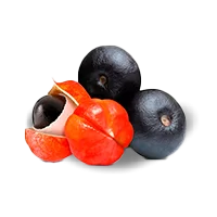 guarana.png